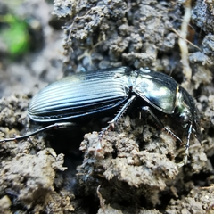 Poecilus cupreus