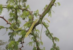 Prosopis pallida