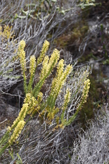 Microdon dubius