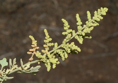 Chenopodium oahuense