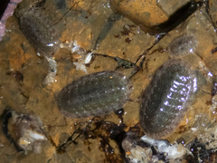 Ischnochiton australis