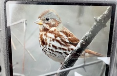 Passerella iliaca iliaca