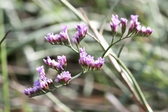 Limonium narbonense