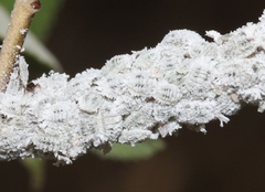 Phenacoccus solenopsis