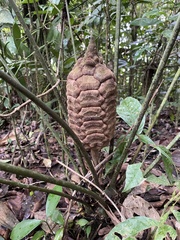 Zamia huilensis