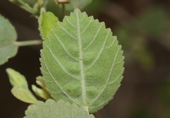 Sida fallax