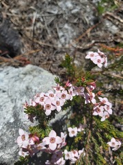 Erica fastigiata