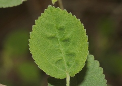 Sida fallax
