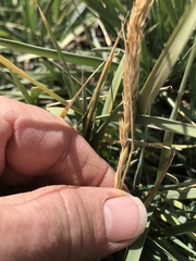 Psathyrostachys juncea