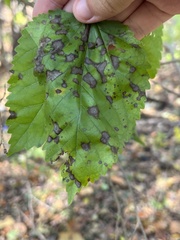 Cercospora moricola