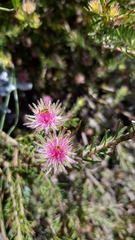 Diastella proteoides