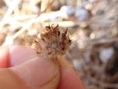 Trifolium cyathiferum