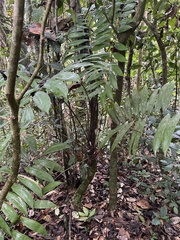 Zamia huilensis