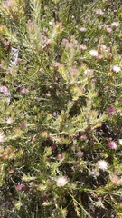 Diastella proteoides