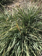 Psathyrostachys juncea