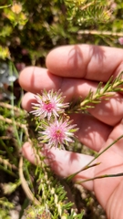 Diastella proteoides