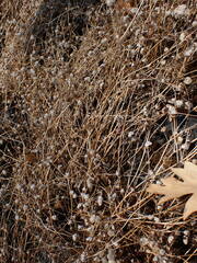 Trifolium cyathiferum