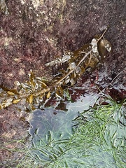 Egregia menziesii