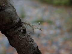 Ramalina dilacerata
