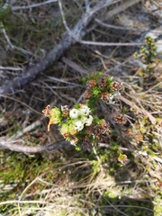 Erica denticulata