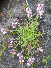 Lobelia jasionoides