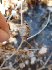 Trifolium cyathiferum