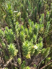 Osmitopsis asteriscoides