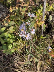 Symphyotrichum novi-belgii