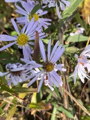 Symphyotrichum novi-belgii