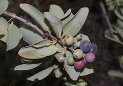 Santalum ellipticum