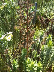 Osmitopsis asteriscoides
