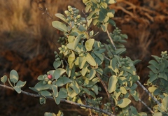Santalum ellipticum