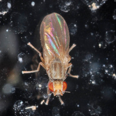 Trixoscelis