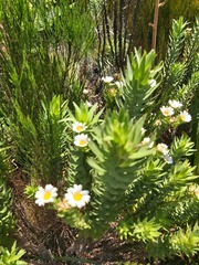 Osmitopsis asteriscoides