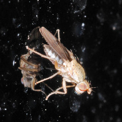 Trixoscelis