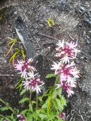Lobelia jasionoides