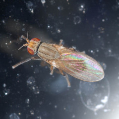 Trixoscelis frontalis