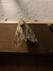 Cocytius lucifer
