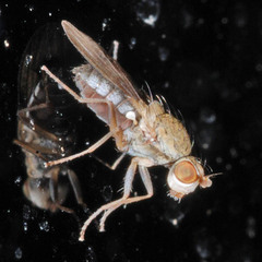 Trixoscelis obscurella