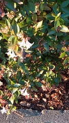 Macroglossum stellatarum