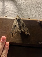Cocytius lucifer