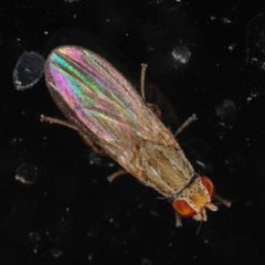 Trixoscelis
