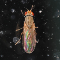 Trixoscelis