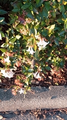 Macroglossum stellatarum