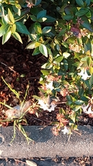 Macroglossum stellatarum