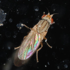 Trixoscelis
