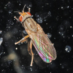 Trixoscelis