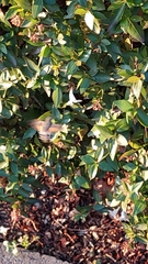 Macroglossum stellatarum