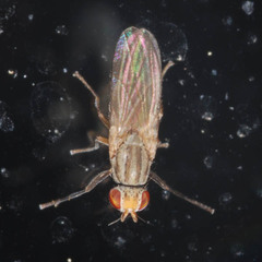 Trixoscelis