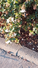 Macroglossum stellatarum